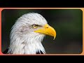 What Are America's Most Endangered Animals? | Wild America | Real Wild