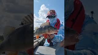 Pitsford Reservoir Perch Fishing #shorts #aborre #fishing #lurefishing #predatorfishing #perchzilla