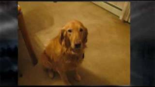 Golden Retriever Demonstrates Why Social Media