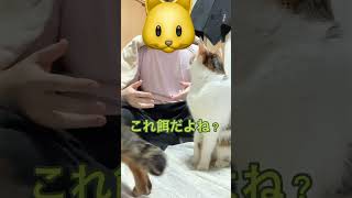 【フォロワーリクエスト】猫にごはんの唄ラップver.#shorts