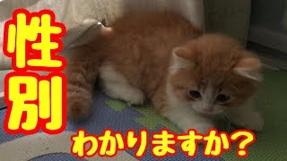 【性別判断】この子の性別わかりますか？kitten【子猫】