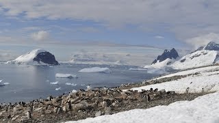 Antarctica: the frozen kingdom (Antarctic Wildlife Documentary)