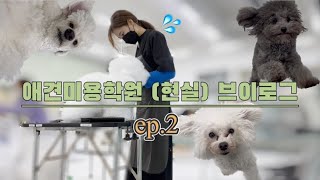 애견미용학원vlog | 애견미용사 3급 | 국비 |  강아지들 보러 학원가는 일상😘