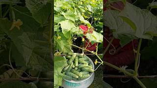 শসা হারভেস্ট চলছে ফলন ভালো # Bangladesh agro LTD # Shorts