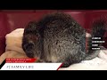 top 5 interesting info about chinchilla life span habitat diet etc