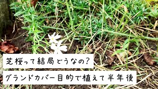 グランドカバー目的で芝桜、植えて、育てて、半年後・・・どうなった！？