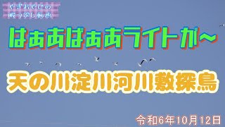 ？？？が飛んだ～～？？？が飛んだ～～【天の川淀川河川敷探鳥】