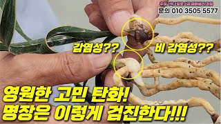 [625편] 명장의 천기누설 탄화 자가진단법!｜수술과 치료방법 대 공개!!!