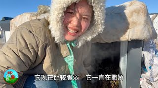 第二季（728）草原冰天雪地，家里的蒙古獒在室外生崽，圆乎乎的超可爱！