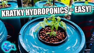 KRATKY HYDROPONICS - THE BEST LOW COST SYSTEM!