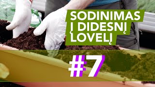 Sodinimas į didesnės talpos lovelius | Mokomasis video #7