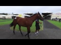 2017 inglis classic day 2 boomer bloodstock