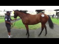 2017 inglis classic day 2 boomer bloodstock