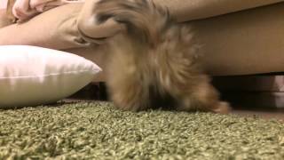 【子犬】かわいい　ソファーの下からボール取ってこれない！マルチワ