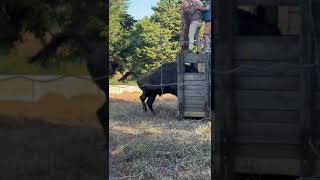 Rewilding: first bison arriving in Portugal