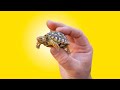 Baby Tortoise Winter Care! Crucial Info for Tortoise Keepers