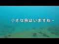 沖縄県　安座真港　釣りポイント探索gopro水中映像㉒