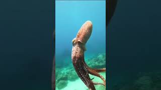 Octopus Steals Crab from Fisherman | Super Smart Animals | BBC Earth26M views · 6 years ago...more