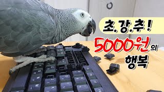 앵무새 장난감 초강추템! 5000원의 행복 💲🤑💲