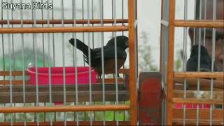 🇬🇾🔥🔥KING MAN VS DEPORTEE | TOWA TOWA BIRD RACE AT LUSIGNAN BIRD GROUND🔥🔥 🇬🇾