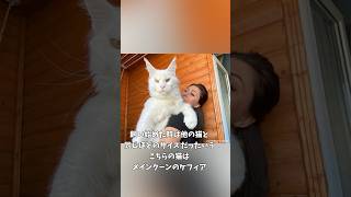 体重12キロの巨大な猫だけど普通の猫と変わらない可愛いさが魅力的