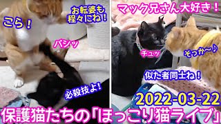 2022ｰ03−22 保護猫たちの「ほっこり猫ライブ」ハッチ＆マック＋黒猫めめ Cat live Stream in Japan -Cat Life TV