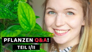 Pflanzen Q\u0026A - Ich beantworte eure Fragen zum Thema Zimmerpflanzen und co. ! (Teil 1/2)