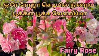 ஒரே ரோஜா செடியில் நிறைய பூக்கள் பூக்க வேண்டுமா||Fairy Rose plant grow and care Details in Tamil 😍