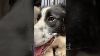 【猟師んちの５頭のボーダーコリー】並んだ後は飼い主にアタック【並ぶ犬】