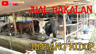 🔥TIDAK MASUK AKAL!! SAPI BAKALAN TIMBANG HIDUP !!🔥