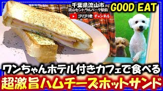 【GOOD EAT】千葉県流山市　ワンちゃんホテル付きカフェで食べる超激旨ハムチーズホットサンド！#流山グルメ#千葉グルメ#グルメ#モーニング#朝食#トースト#ペット#ホテル#サンド#カフェ#cafe