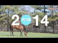 what did peta do in 2014