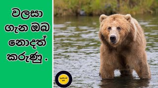 Eps-08.වලහ ගැන දැනගනිමු/Let's learn about the bear in Sinhala