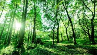 自然音　田舎の朝　鳥のさえずり