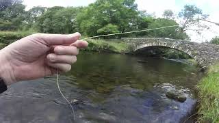 Lake District Fly fishing for Brown Trout on the Upper Kent at Ullthwaite Bridge Aug 22