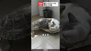 猫のベッドに強引に入ろうとする亀