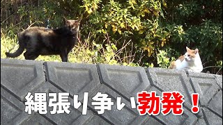 クロ猫来襲！！一触即発！？ウチの猫たちの反応