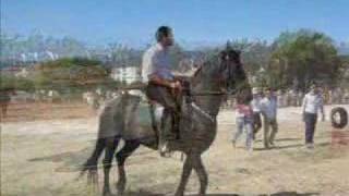 Akrata Horses From Greece - 25-5-2008