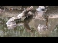 4k 野鳥：カルガモと狸／ＨＴ公園