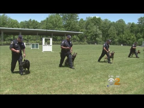 Inside The MTA’s K9 Training Inside The MTA’s K9 Training