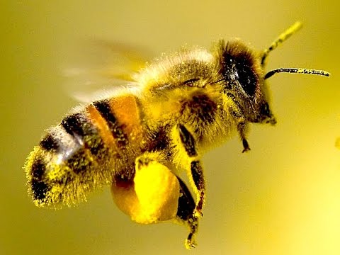 4 Easy Ways You Can Save the Bees 4 Easy Ways You Can Save the Bees