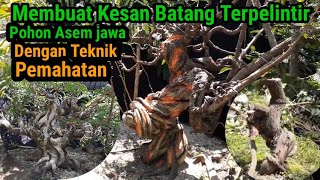 program bonsai asem jawa_Teknik plintir batang bonsai asem jawa dengan teknik pemahatan