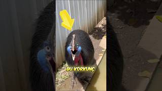 🦅 En Tehlikeli Kuş Türü 🧟👣😱