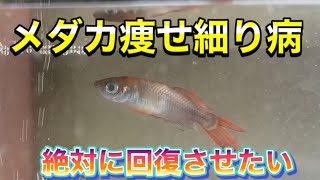 メダカの痩せ細り病　必ず回復させます