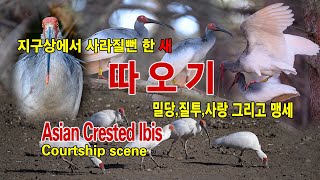 따오기_(Asian Crested Ibis) #따오기