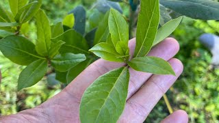 Bay Laurel. A superfood (super herb!)