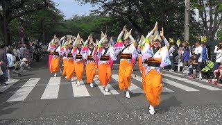 【東林間連】阿波おどり／相模原市民若葉まつり／2019年5月12日