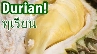 Amazing DURIAN at a Fruit Farm in Nonthaburi, Thailand (นนทบุรี)