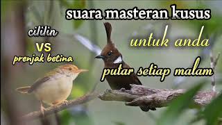 suara prenjak betina+cililin kusus untuk masteran