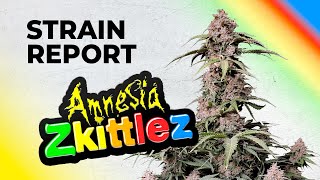 Amnesia Zkittlez Auto | Strain Review | Fast Buds | Indica